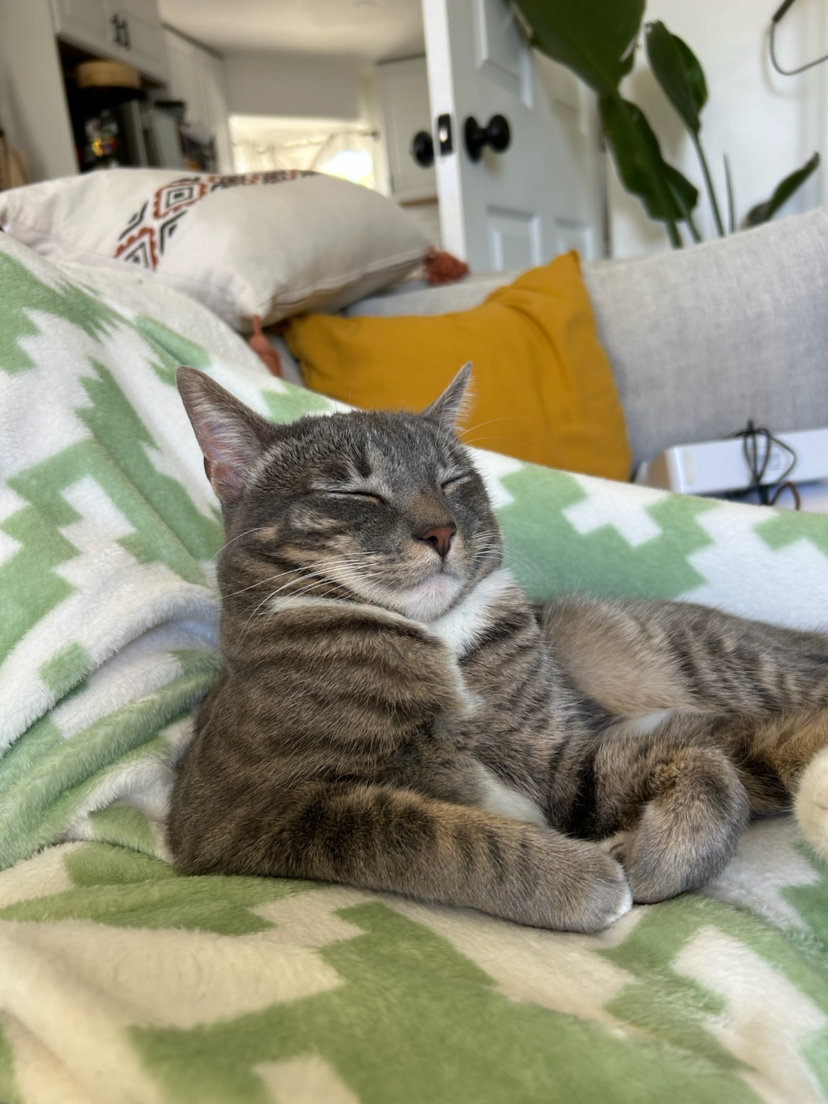 A picture of a tabby cat leaning and falling asleep on a couch.