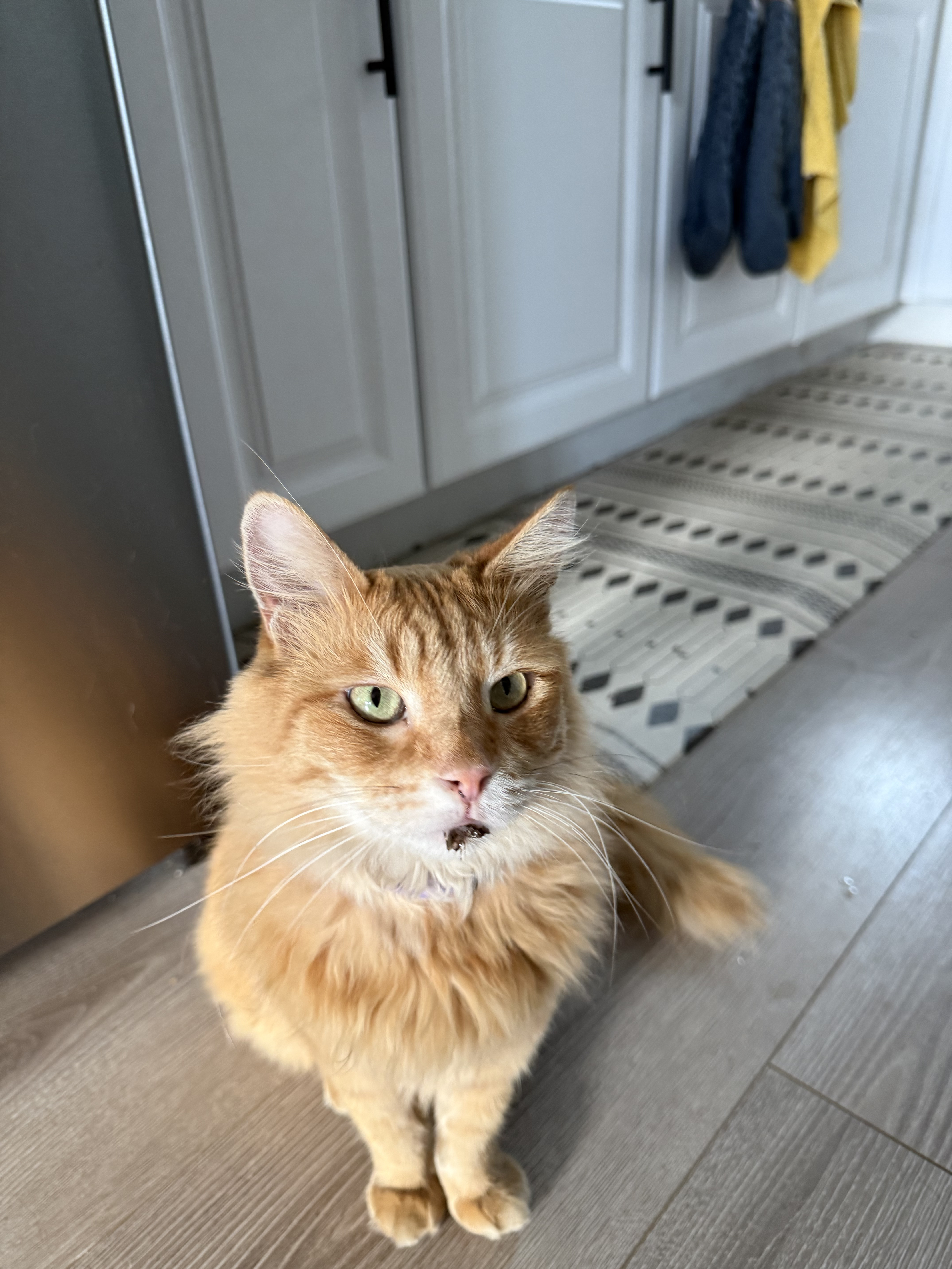 A picture of an orange long haired cat Charlie with dirt on his face.