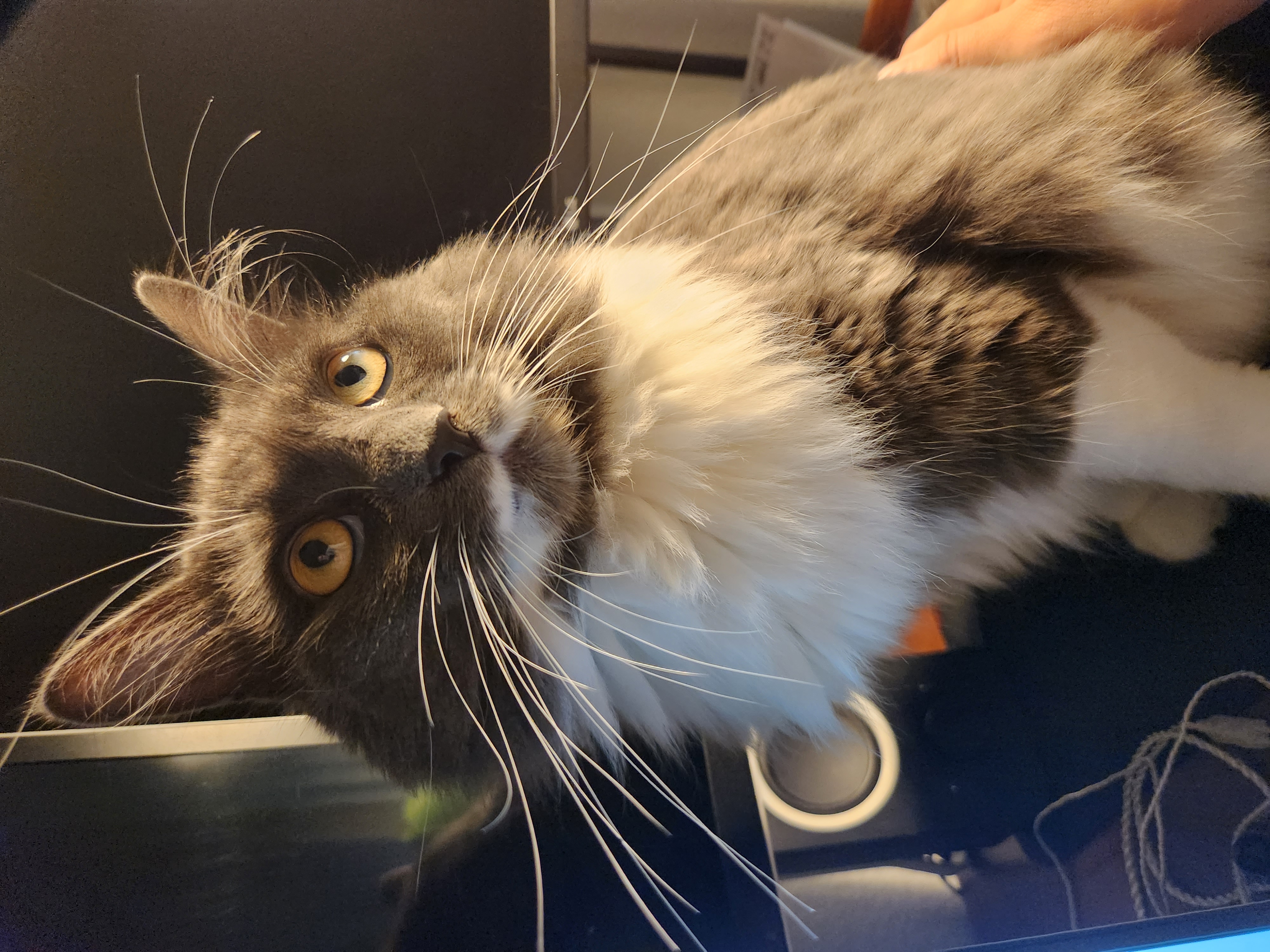 A picture of a gray and white long haired cat Lucy.